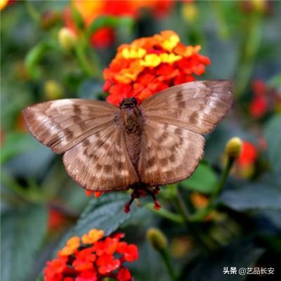 怪怪的英雄手游下载